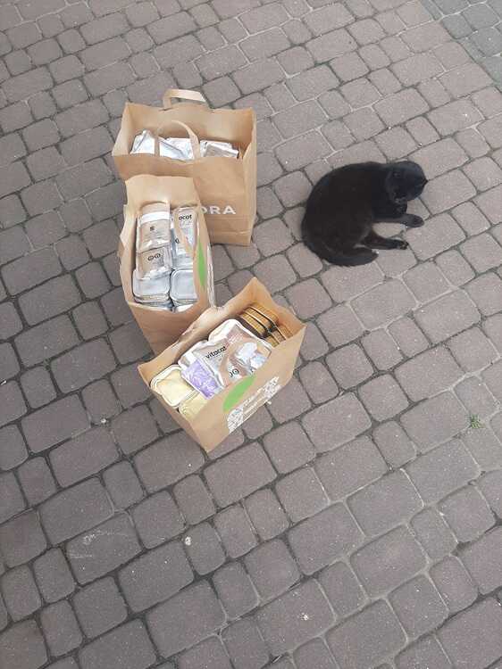 Czarny kot obok toreb pełnych karmy dla Trójmiejskich kotów – dar od portalu Trojmiasto.city w ramach akcji 1 Obserwujący = 1 zł. - Trojmiasto.city