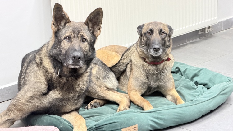 Dwa psy służbowe leżą na zielonym legowisku w pomieszczeniu i patrzą w obiektyw.